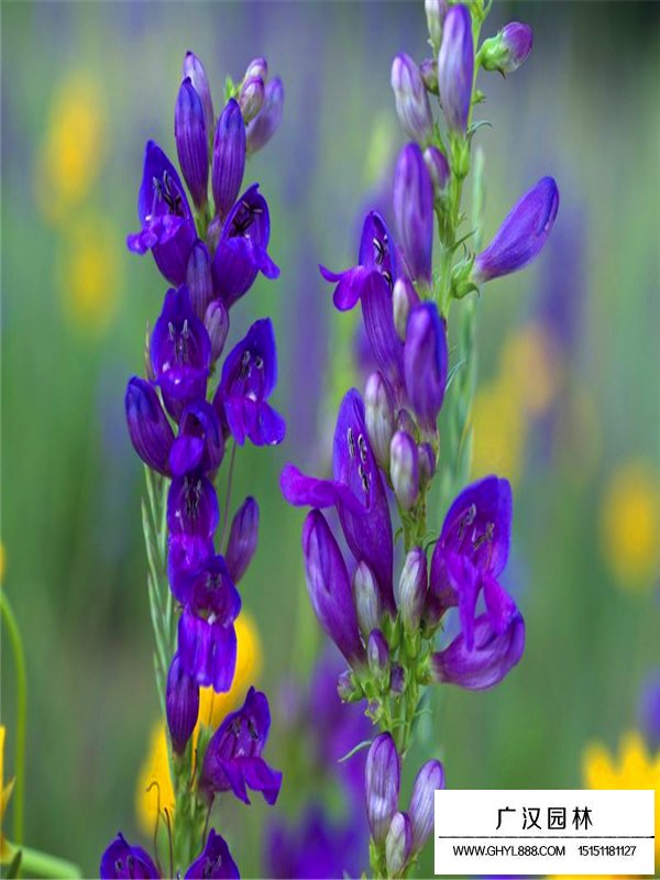 釣鐘柳種子怎么賣的(圖3)