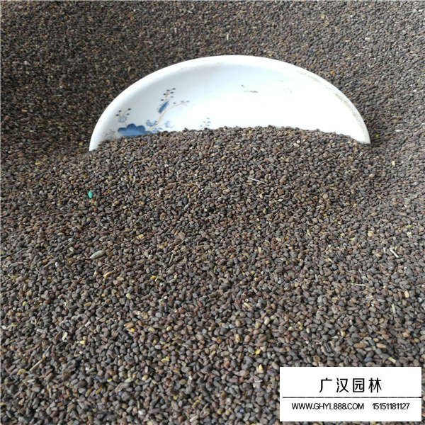 二月蘭種子多少錢(qián)一斤(圖3)