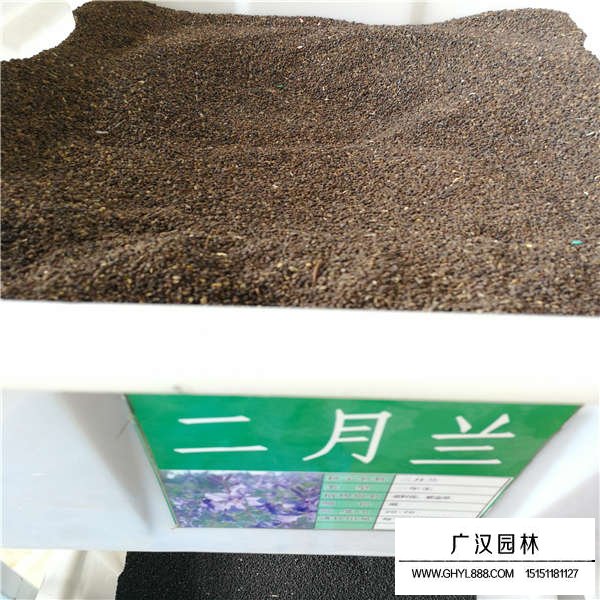 二月蘭種子價(jià)格是多少(圖1)