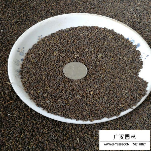 二月蘭種子價(jià)格是多少(圖2)