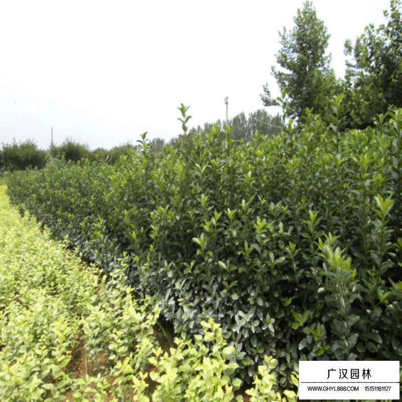 大葉黃楊生長(zhǎng)適宜環(huán)境(圖1)