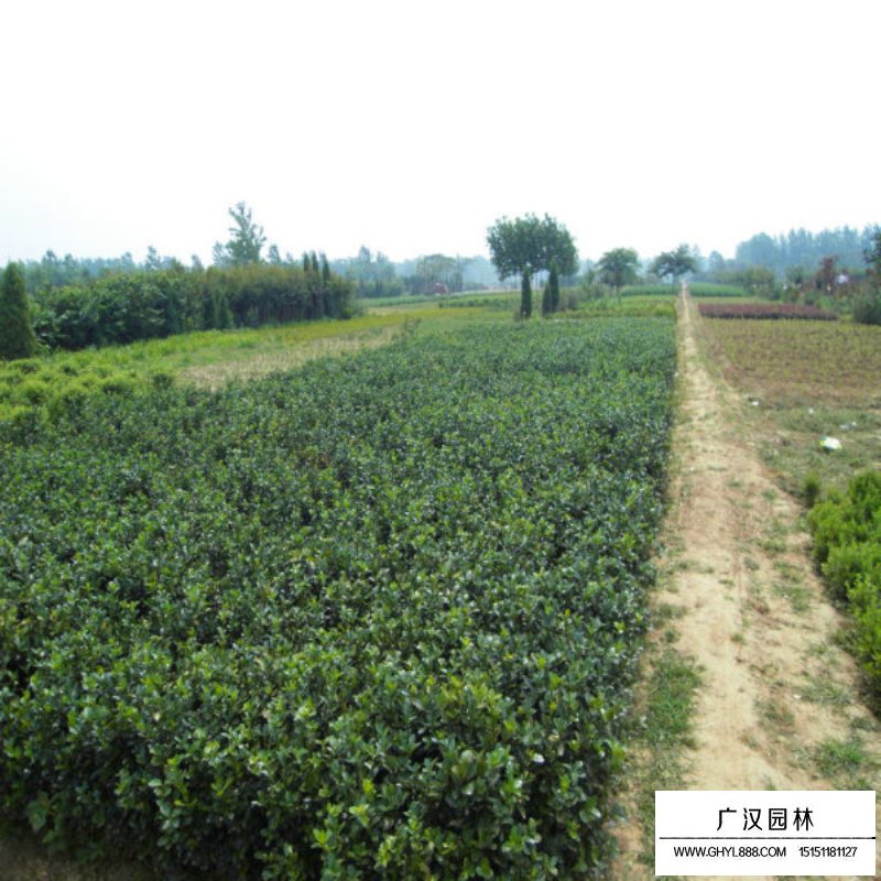 大葉黃楊生長環(huán)境(圖4)