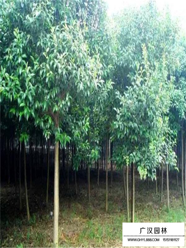 大葉女貞種植技巧(圖2)