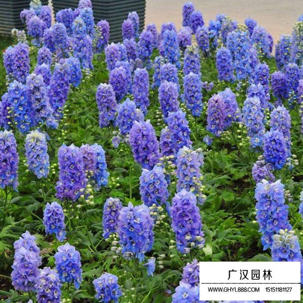 飛燕草好種植嗎(圖1)