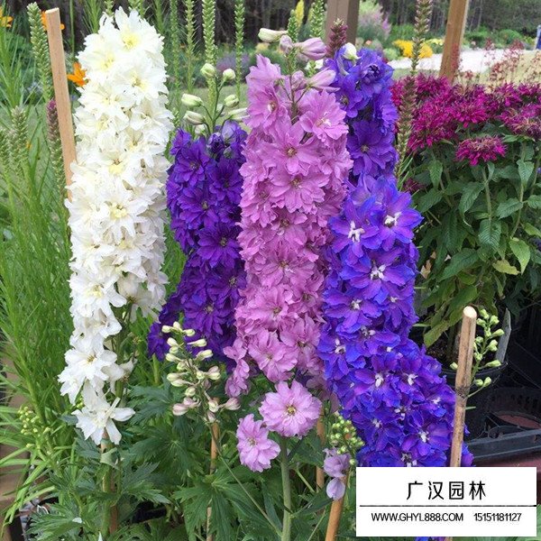 飛燕草好種植嗎(圖3)