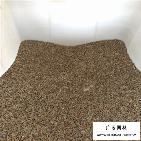 非洲菊種子價格是多少(圖2)