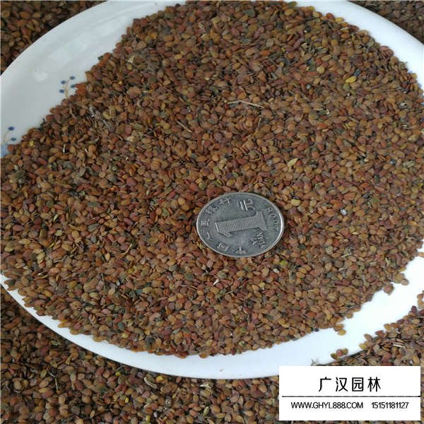 蜂室花種子多少錢(qián)一斤(圖2)