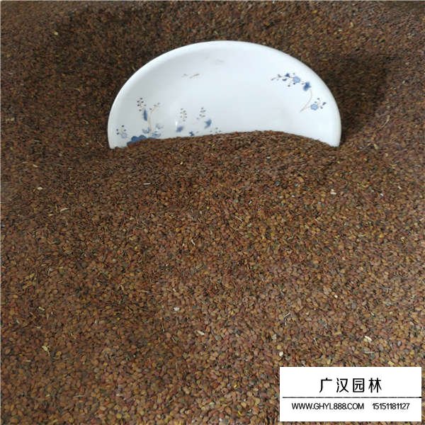 蜂室花種子多少錢(qián)一斤(圖3)