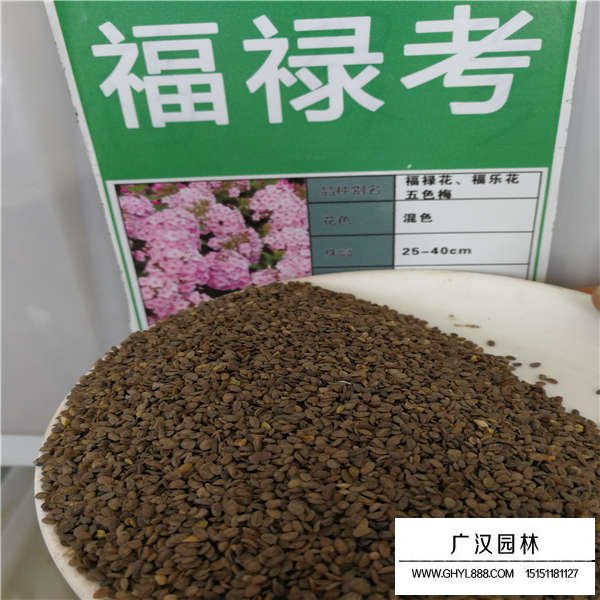 福祿考種子多少錢一斤(圖1)