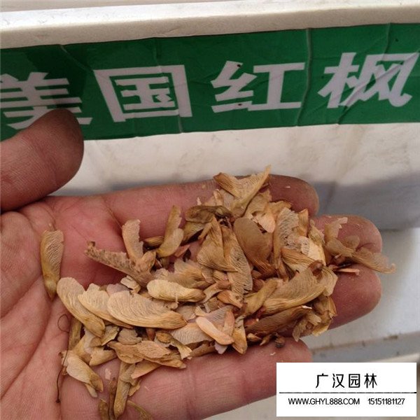 美國紅楓種子(圖1)