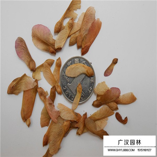 美國紅楓種子(圖2)