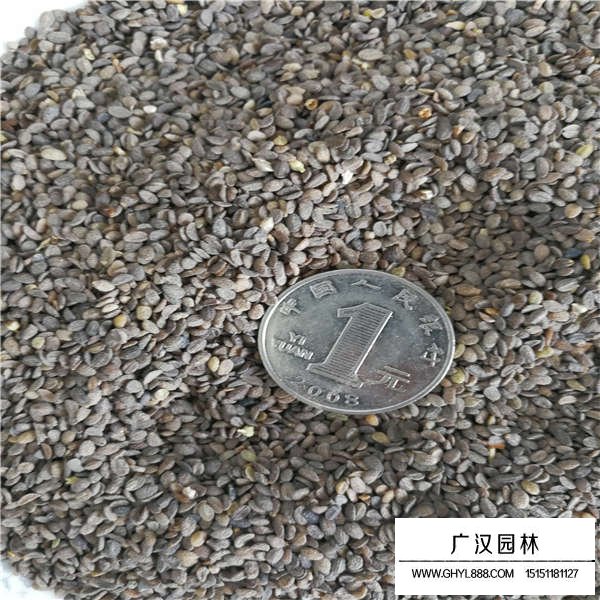 福祿考種子價(jià)格是多少(圖3)