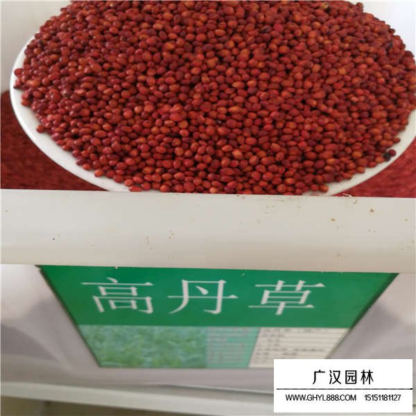 高丹草種子價(jià)格是多少(圖1)