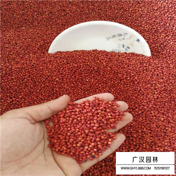 高丹草種子價(jià)格是多少(圖3)