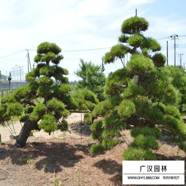 黑松簡(jiǎn)介(圖3)