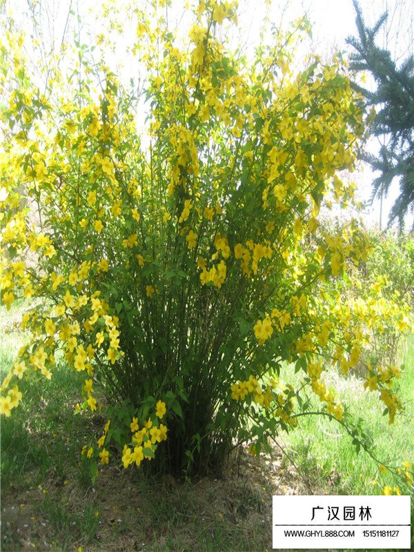 黃刺玫介紹(圖1)