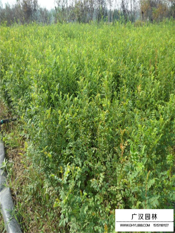 黃刺玫介紹(圖3)