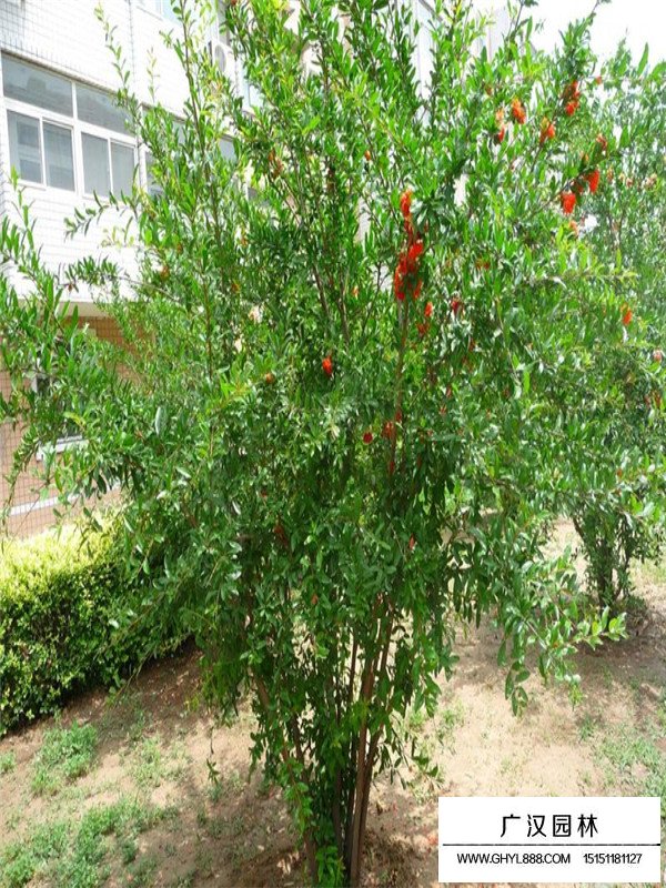 花石榴介紹(圖2)