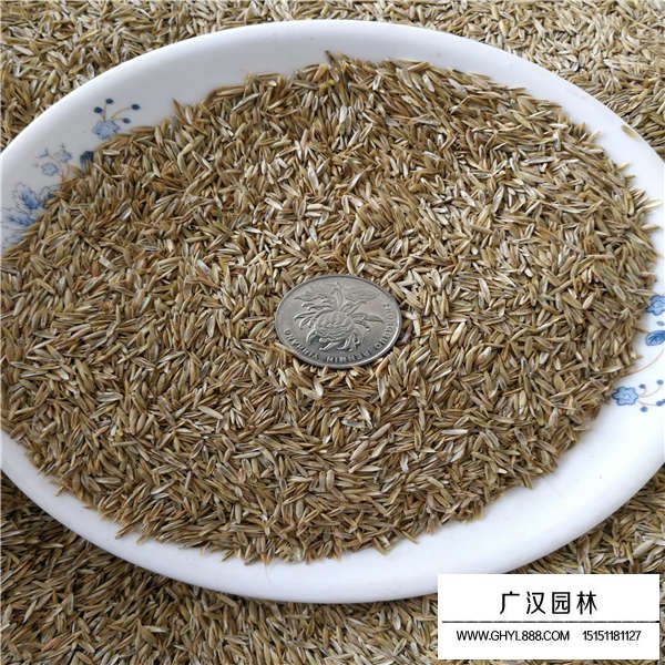 高羊茅有種子嗎(圖2)