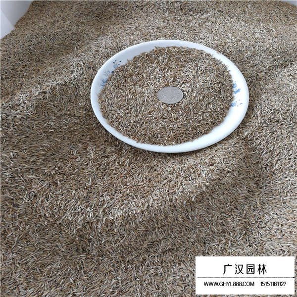 高羊茅有種子嗎(圖3)