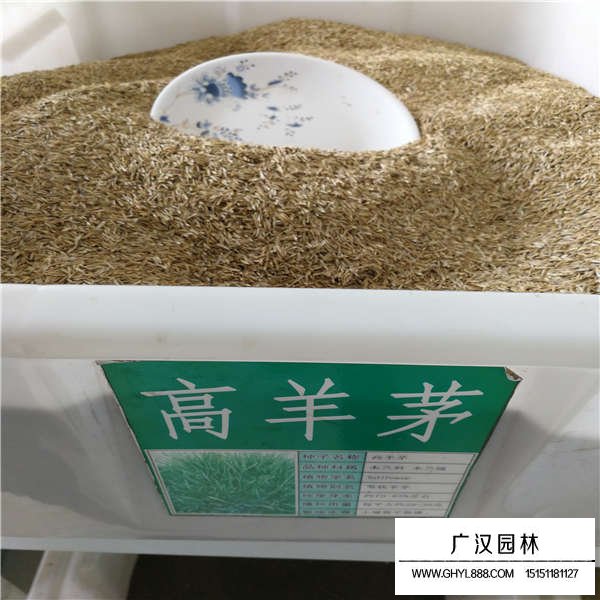 高羊茅種子價(jià)格是多少(圖1)