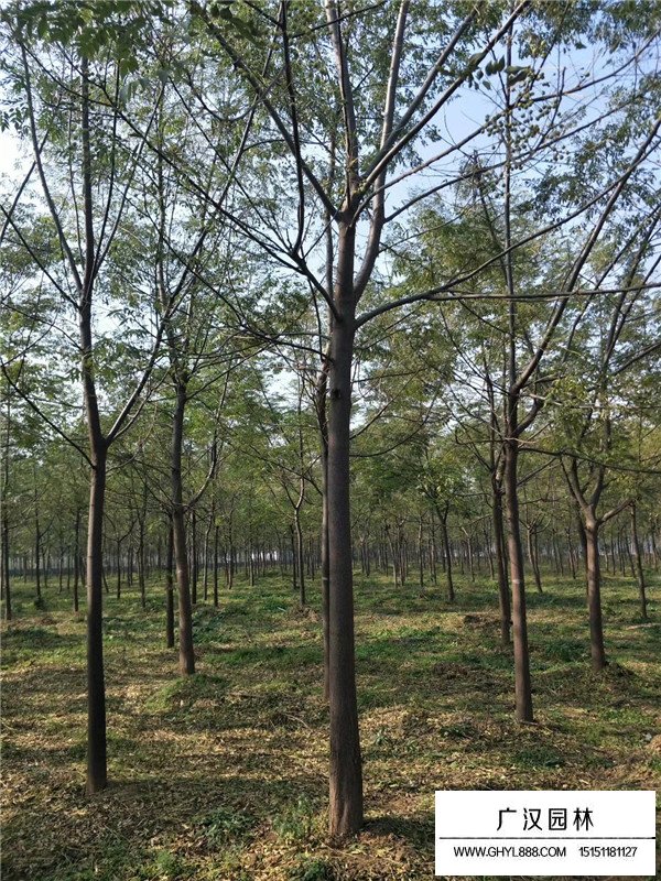 苦楝樹(shù)介紹(圖2)