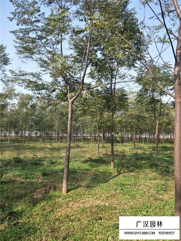 苦楝樹(shù)介紹(圖3)