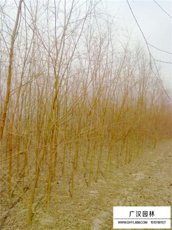 金絲垂柳樹(圖3)