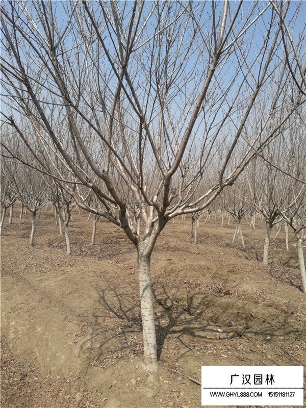 日本晚櫻介紹(圖1)