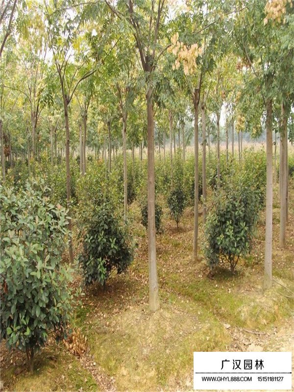 黃山欒樹介紹(圖2)