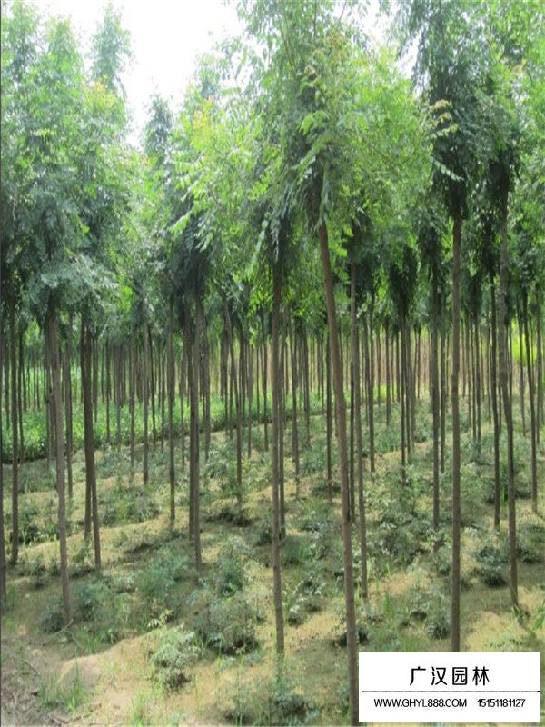 黃山欒樹介紹(圖3)