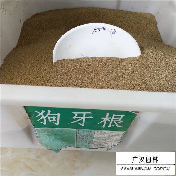狗牙根種子多少錢一斤(圖1)