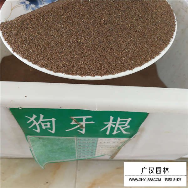 狗牙根種子價格是多少(圖1)