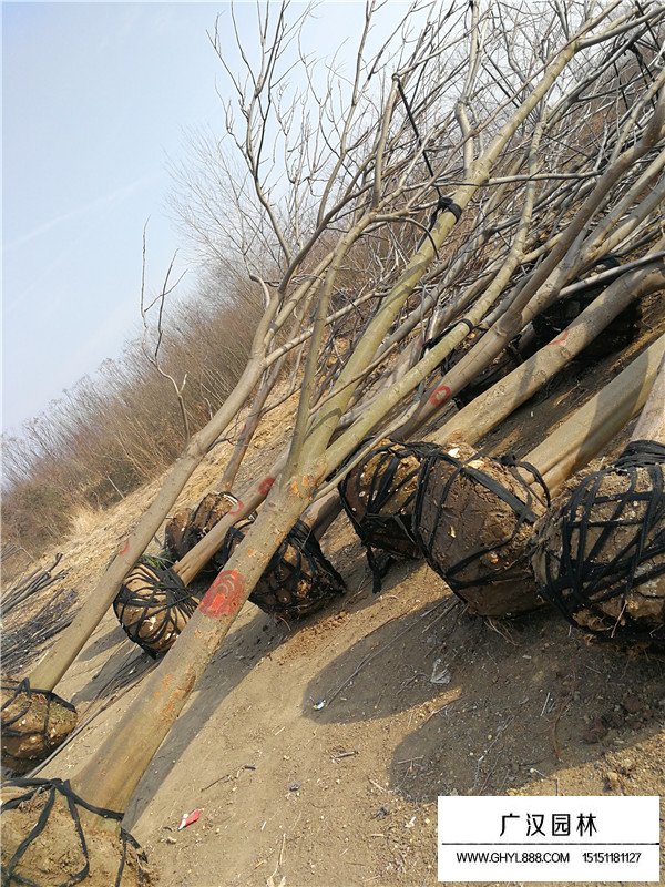 黃山欒樹簡介(圖3)