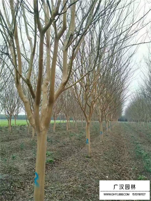 老紫薇介紹(圖4)
