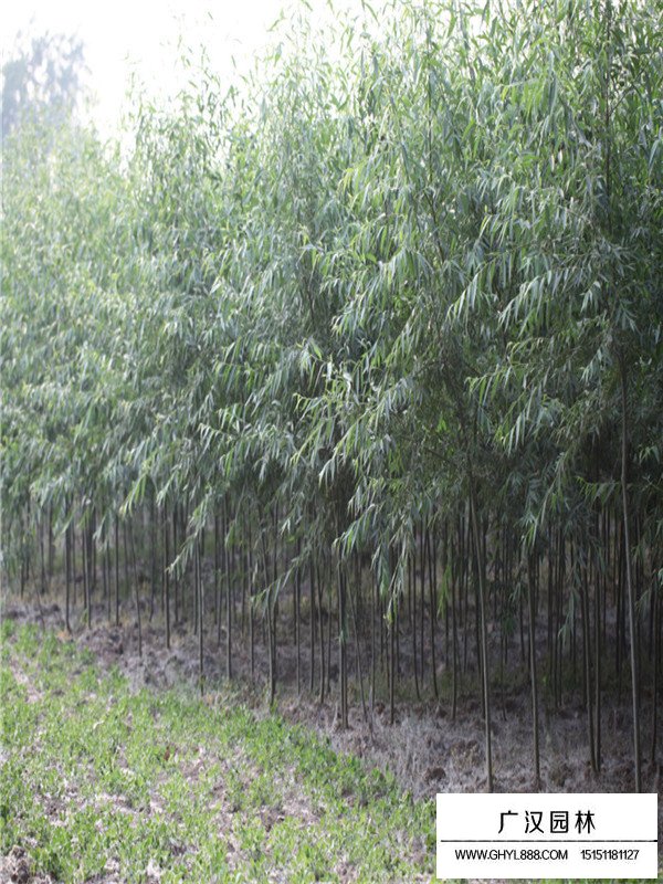 美國竹柳介紹(圖1)