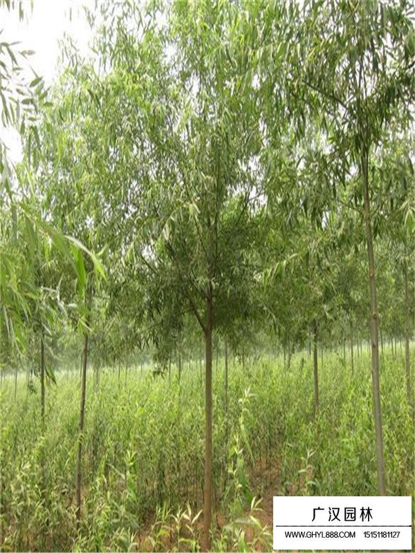 美國竹柳介紹(圖2)