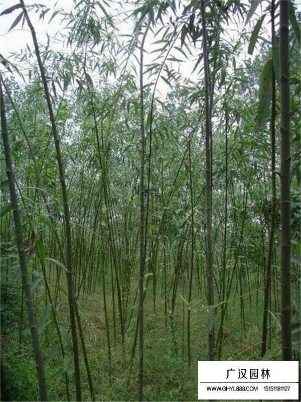 美國竹柳介紹(圖3)