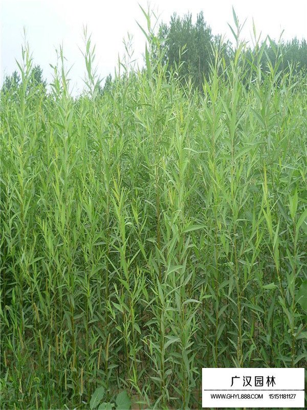 美國竹柳介紹(圖4)