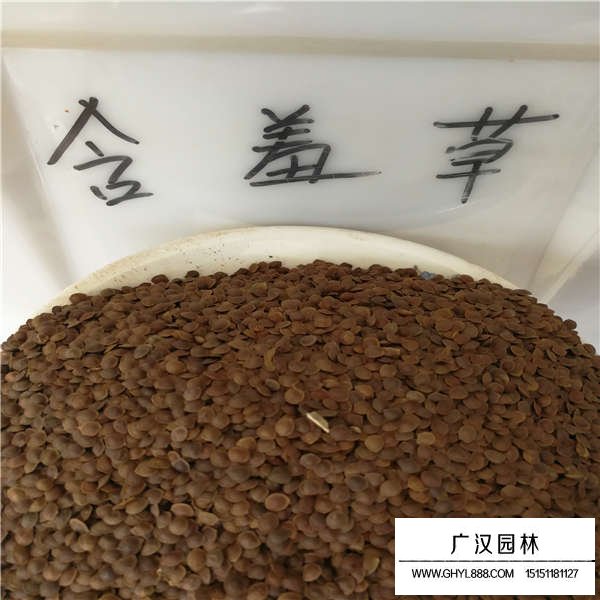 含羞草種子多久發(fā)芽呢(圖1)