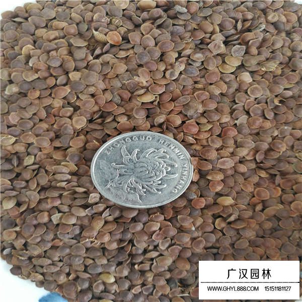 含羞草種子價格是多少(圖3)