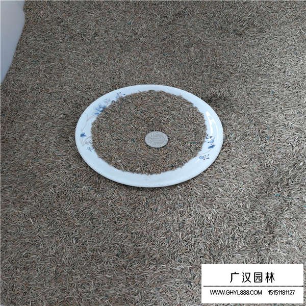 黑麥草種子多少錢一斤(圖3)