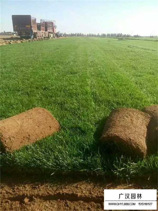 百慕大草坪優(yōu)點(diǎn)(圖1)