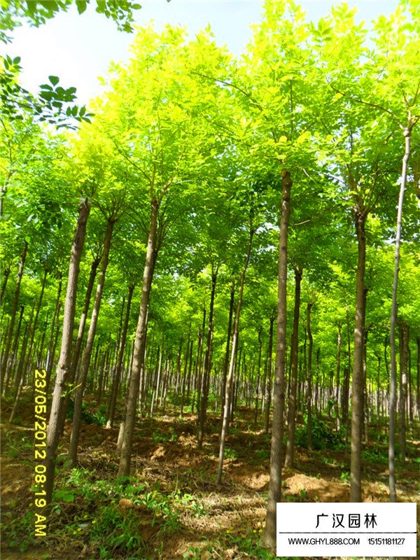 金葉白蠟介紹(圖4)