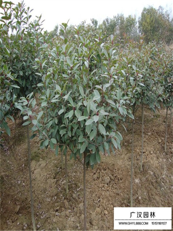 紅頭石楠介紹(圖1)