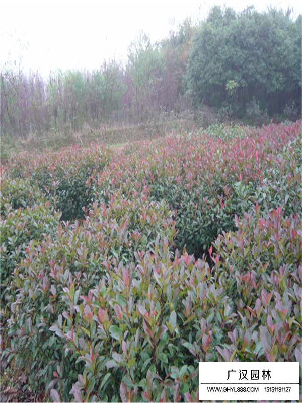 紅頭石楠簡介(圖1)