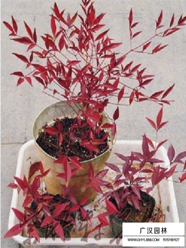 火焰南天竹介紹(圖3)