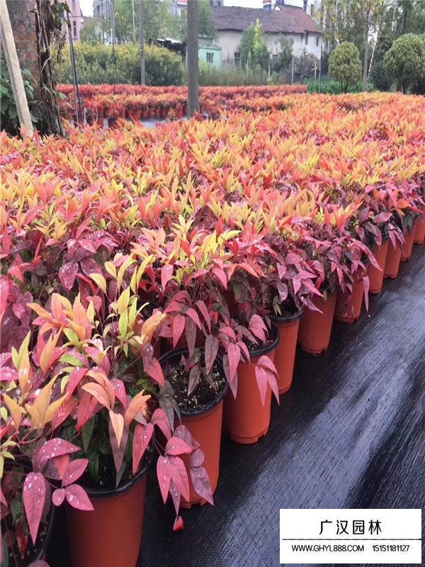 火焰南天竹介紹(圖4)