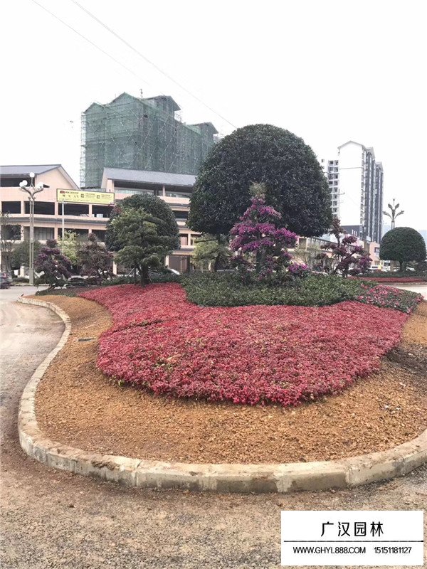 火焰南天竹簡介(圖2)