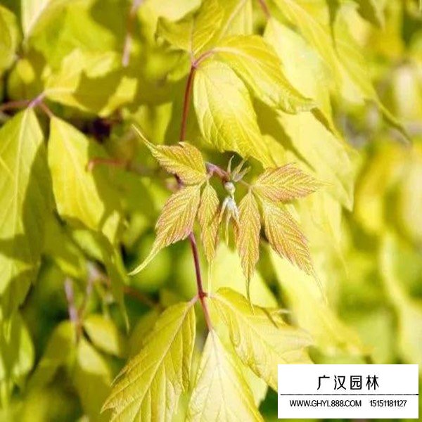 金葉復(fù)葉槭介紹(圖2)